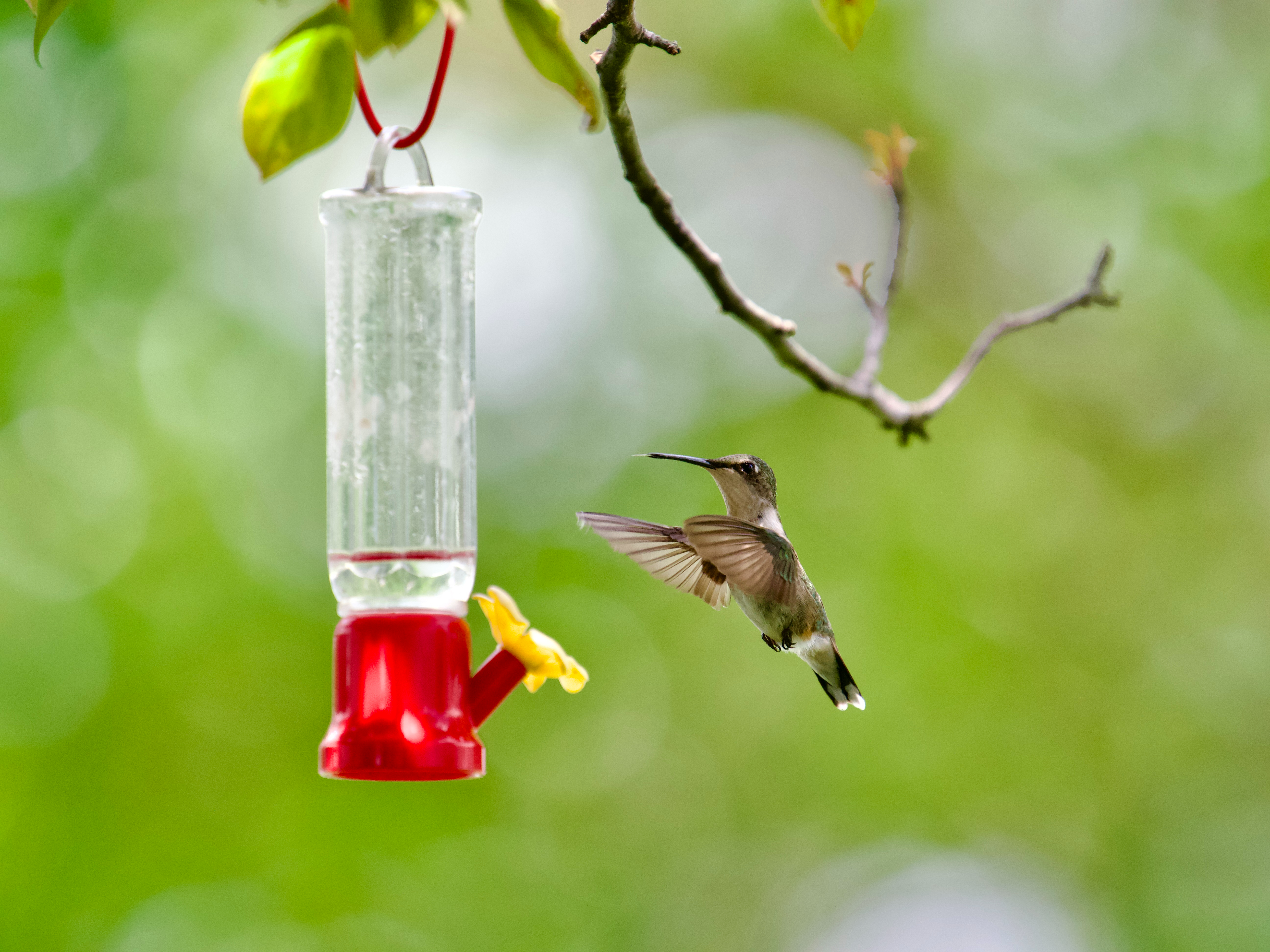 Hummingbirds